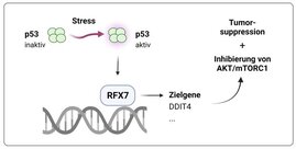 Transkriptionsfaktor RFX7 hat zentrale Bedeutung bei Wachstum und Krebs