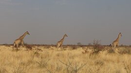 Giraffen sorgen für mehr Biodiversität in Savannen