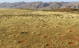 Feenkreise in der Namib-Wüste