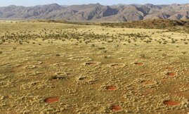 Feenkreise in der Namib-Wüste