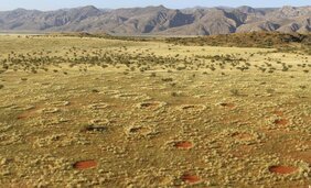 Feenkreise in der Namib-Wüste