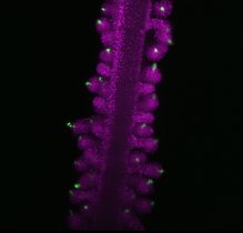 Das Bild zeigt weibliche meiotische Zellen (markiert durch ASY1‑eYFP in Grün), eingebettet in somatische Zellen (markiert durch H2B‑mRuby2 in Magenta) in den weiblichen Reproduktionsorganen von Arabidopsis. Das Bild zeigt weibliche meiotische Zellen (markiert durch ASY1‑eYFP in Grün), eingebettet in somatische Zellen (markiert durch H2B‑mRuby2 in Magenta) in den weiblichen Reproduktionsorganen von Arabidopsis.