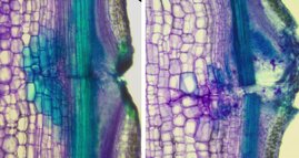 Defekte Regeneration verletzter Gefäße  