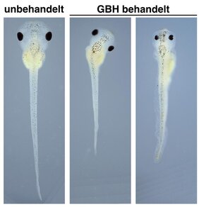 Kaulquappen des Südafrikanischen Krallenfrosches Glyphosat