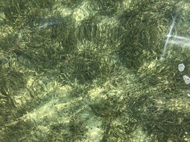 Seegras, hier in Florida aufgenommen, könnte eine Option zur CO2-Speicherung sein.