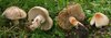 Der Maipilz (Calocybe gambosa), links, lässt sich leicht mit dem jungen Ziegelroten Risspilz (Inocybe erubescens), rechts, verwechseln. 