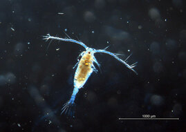 Ruderfußkrebs (Copepode) 