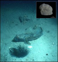 Schwarzgrundel (Gobius niger Linnaeus, 1758) aus der Nordadria und ein fossiler Otolith. 