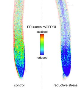 Zwei Wurzelspitzen der Ackerschmalwand Mitochondrien