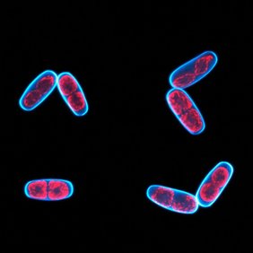 Zellen der Grünalge nach UV-Bestrahlung unter dem Mikroskop: Die Chloroplasten leuchten durch Autofluoreszenz rot, die Zellwand wurde in Cyan angefärbt Zellen der Grünalge nach UV-Bestrahlung unter dem Mikroskop: Die Chloroplasten leuchten durch Autofluoreszenz rot, die Zellwand wurde in Cyan angefärbt.