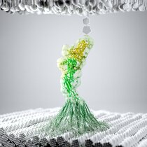 Darmbakterium, das durch Adhäsionsproteine auf der Oberfläche der Bakterien an Zellulosefasern gebunden ist. Cohesin (gelb) und Dockerin (grün) verbinden sich zu einem Proteinkomplex, der einen dualen Bindungsmodus aufweist. 
