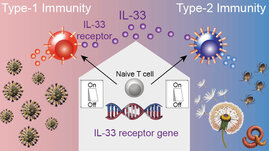 Ein neu identifizierter Gen-Schalter steuert die Produktion des IL-33 Rezeptors in verschiedenen Immunzellen.