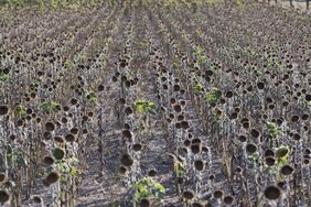 Vertrocknetes Sonnenblumefeld