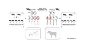 Durch gezielte Veränderung der Geschlechtschromosomenübertragung bei Mäusen erzeugte weiblich- oder männlich-dominante Nachkommen. Grafik: Durch gezielte Veränderung der Geschlechtschromosomenübertragung bei Mäusen erzeugte weiblich- oder männlich-dominante Nachkommen.
