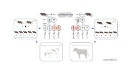 Grafik: Durch gezielte Veränderung der Geschlechtschromosomenübertragung bei Mäusen erzeugte weiblich- oder männlich-dominante Nachkommen. 