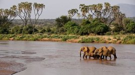 Afrikanische Elefanten an einer wasserstelle