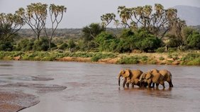 Afrikanische Elefanten an einer wasserstelle
