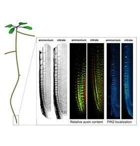 Unterschiede in den Zelllängen, den relativen Auxin-Gehalt und die Lokalisierung des PIN2-Auxin-Transporters zwischen benachbarten Zellen in der Arabidopsis-Wurzelspitze