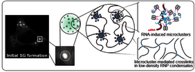 Modelldarstellung, welche das Verhalten des Eiweißes G3BP unter Stress erläutert: G3BP bindet Boten-RNA-Moleküle (mRNA), wodurch das Eiweiß dann auf vielfältige Art interagiert, kleine Anhäufungen bildet (microclusters), die dann die Entstehung von Stress-Granuli (SG) durch Quervernetzungen (crosslinks) fördern. 
