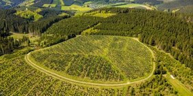 Waldgelände des Forstgebietes in Schmallenberg im Sauerland