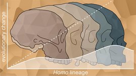 Die zunehmende Gehirngröße und die Verkleinerung des Gesichts in der Gattung Homo lassen sich wohl nicht durch schrittweise natürliche Selektion erklären, sondern eher durch genetische Drift und stabilisierende Selektion. Grafik: zunehmende Gehirngröße und die Verkleinerung des Gesichts in der Gattung Homo