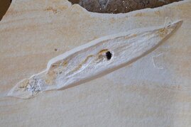 Etwa 30 Zentimeter lang ist der versteinerte Kopffüßer. Von dieser Art waren nur drei erhaltene Exemplare bekannt – jetzt sind es vier. 