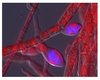 Virus-Symptome bei der fadenförmigen Braunalge Ectocarpus sp., wobei die DNA-Färbung (blau) auf eine Virusvermehrung in den Fortpflanzungsstrukturen der Alge hinweist.
