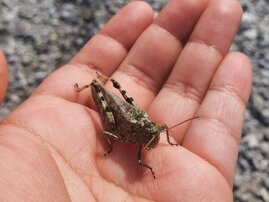 Gefleckte Schnarrschrecke sitzt auf ausgetreckter Hand