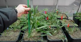 Heimische Wiesenpflanzen, Spitzwegerich und Sauerampfer, werden im Experiment auf den Einfluss von Düngung und Dürre in unterschiedlicher Pflanzendurchmischung untersucht.