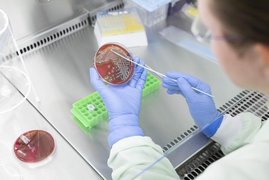 Wissenschaftlerin Elke Müller vom Leibniz-IPHT nimmt Bakterien von einer Agarplatte ab.  Wissenschaftlerin Elke Müller vom Leibniz-IPHT nimmt Bakterien von einer Agarplatte ab.