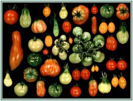 Die Vielfalt macht den Unterschied - auch bei Tomaten