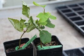 Unterschiedliche Auswirkungen von Trockenheit auf junge Buchenpflanzen. 