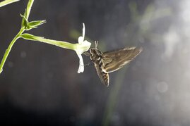 Ein Tabakschwärmer trinkt Nektar aus einer Blüte der Tabakart Nicotiana alata.  