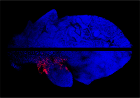 Sich entwickelndes Arabidopsis-Blatt