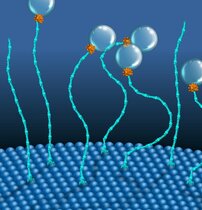 Ein molekularer Zweikomponenten-Motor, der Vesikel in die Nähe der endosomalen Membranen bringt