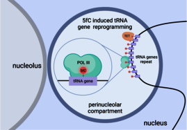5-Formylcytosin aktiviert Gene in der frühen embryonalen Entwicklung