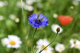 Blühaspekt: Kornblume, Klatschmohn, Kamille