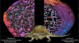 Illustration Dimetrodon Illustration Dimetrodon