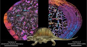 Illustration Dimetrodon Illustration Dimetrodon