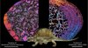 Illustration Dimetrodon Illustration Dimetrodon