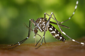 Tigermücke (Aedes albopictus)