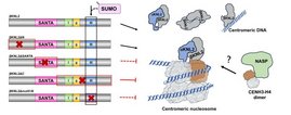 Die Grafik zeigt, wie das pflanzenspezifische Protein βKNL2 seinen Zielort am Zentromer findet. 