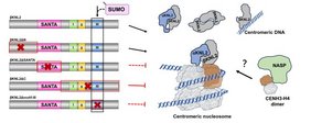 Die Grafik zeigt, wie das pflanzenspezifische Protein βKNL2 seinen Zielort am Zentromer findet. 
