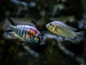 Dominantes (links) und untergeordnetes (rechts) Männchen des Buntbarsches Astatotilapia burtoni (Burtons Maulbrüter).