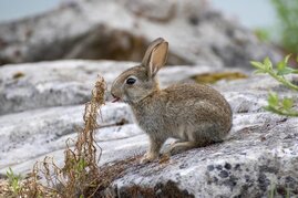 Wildkaninchen