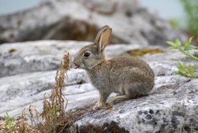 Wildkaninchen