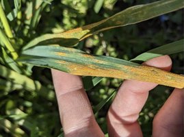 gelbe Streifen auf den Blättern der Weizenpflanze