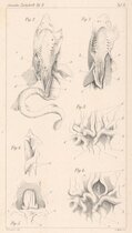 Darwin Haeckel Schwimmblase