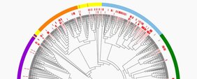 evolutionäre Stammbäume erstellt, um die Vielfalt der Innexine bei Wirbeltieren und wirbellosen Tieren zu analysieren.