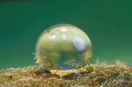 Auf dem superhydrophoben Biofilm des Cynobakteriums Hassallia bleiben Wassertropfen kugelrund